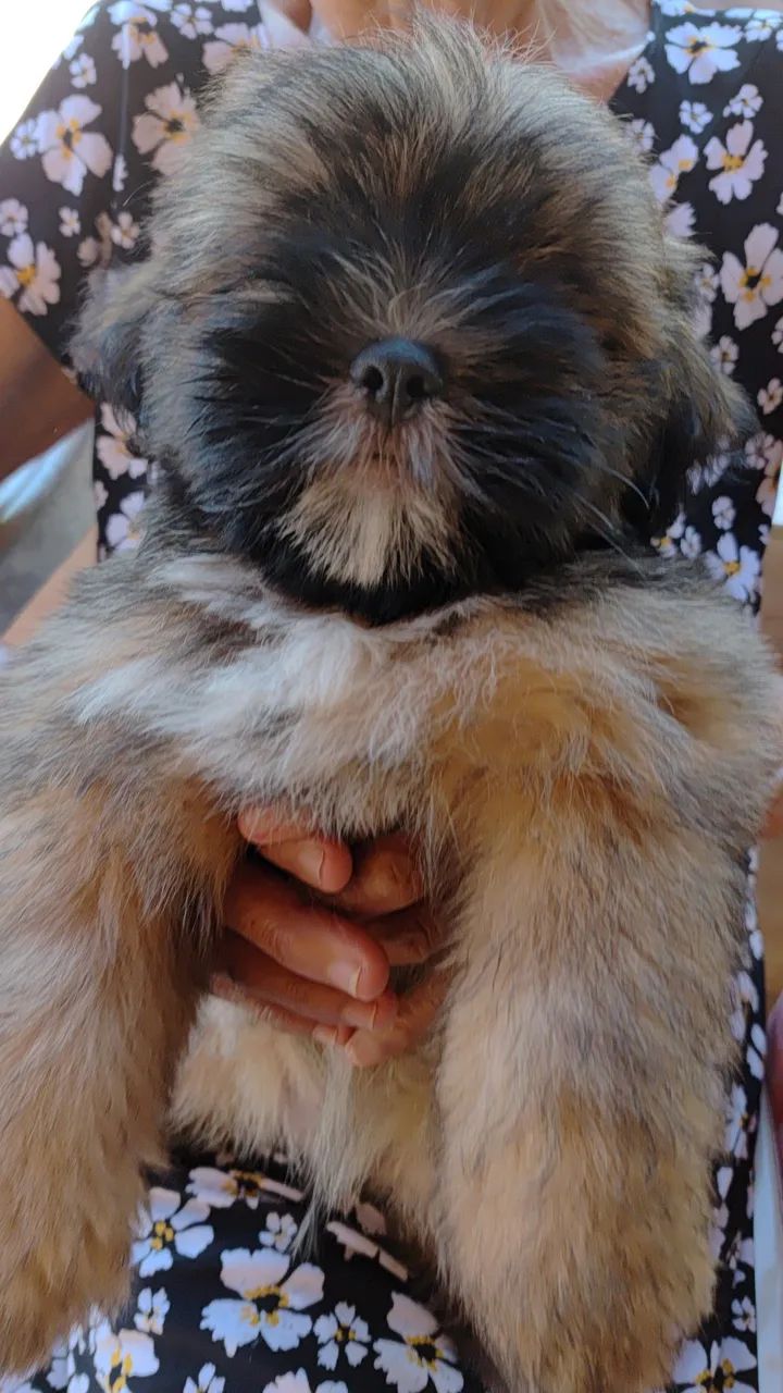 Shih Tzu Filhote  - Foto 3