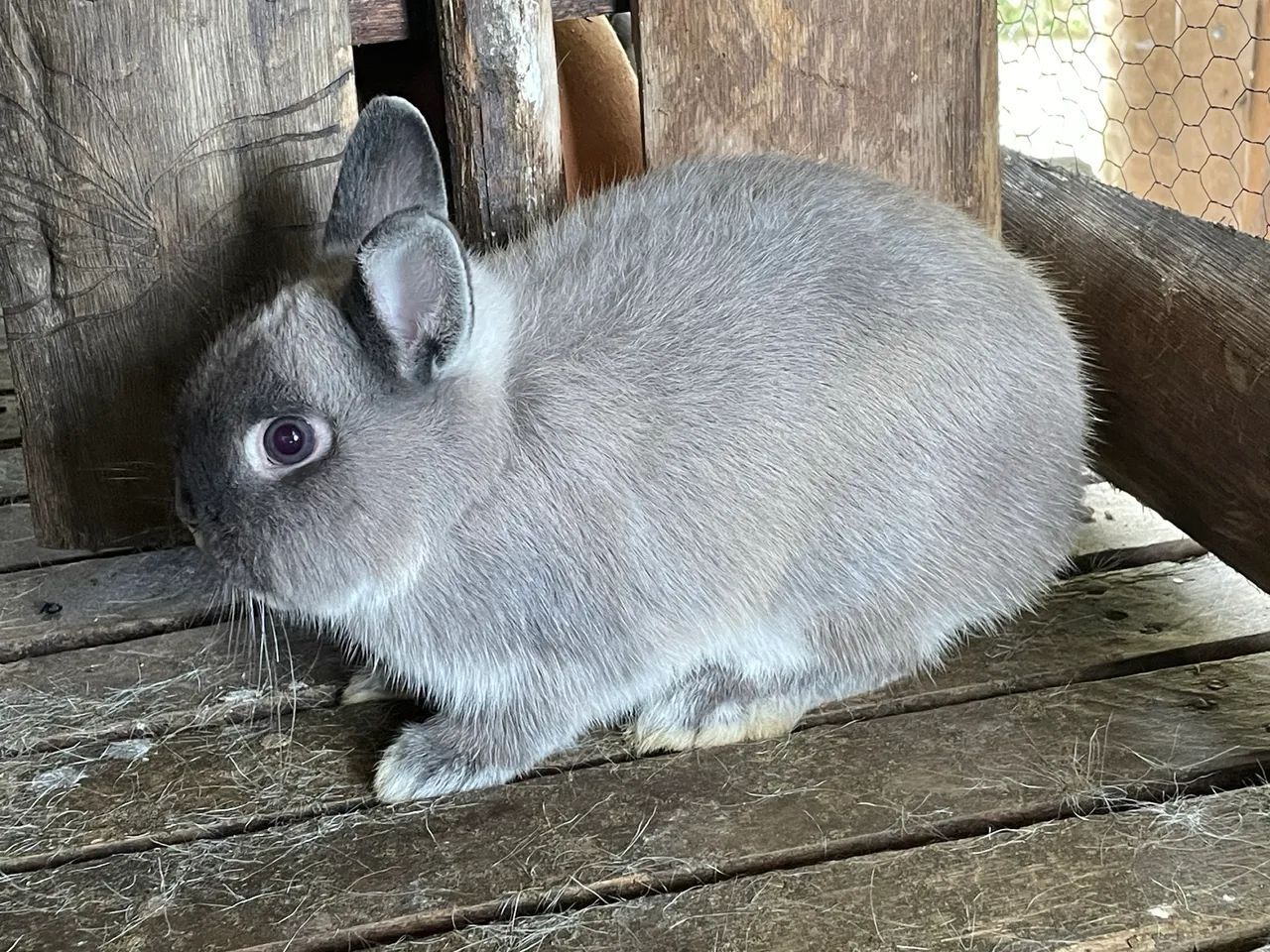 Dwarf rabbit63824582377219120