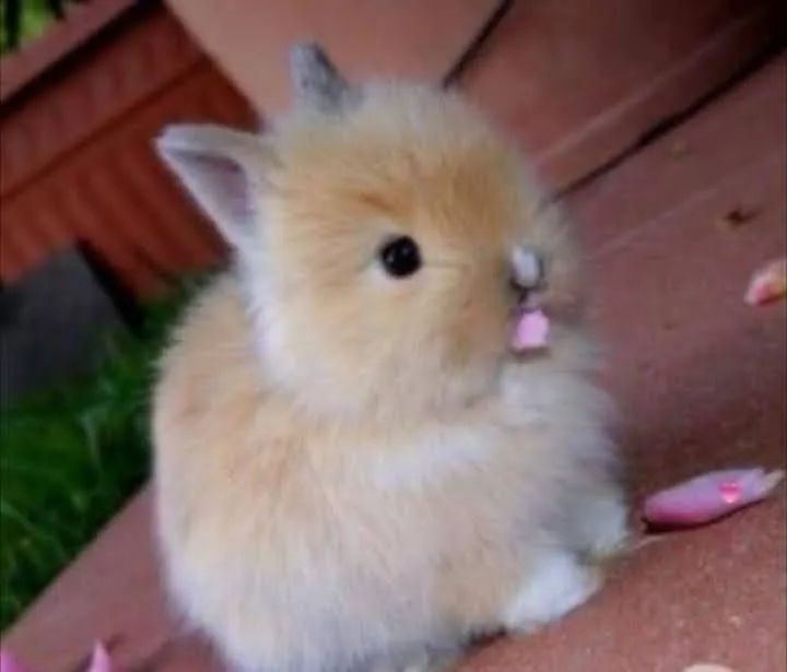 Coelhos da raça layon