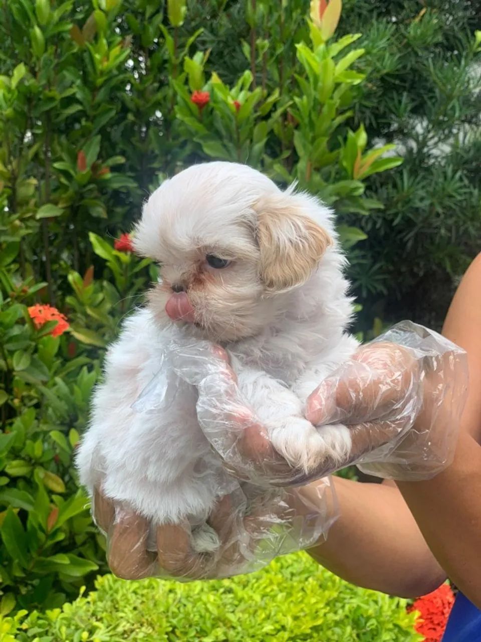 Shih tzu mini - o mais desejado dos quatro patas !  - Foto 2