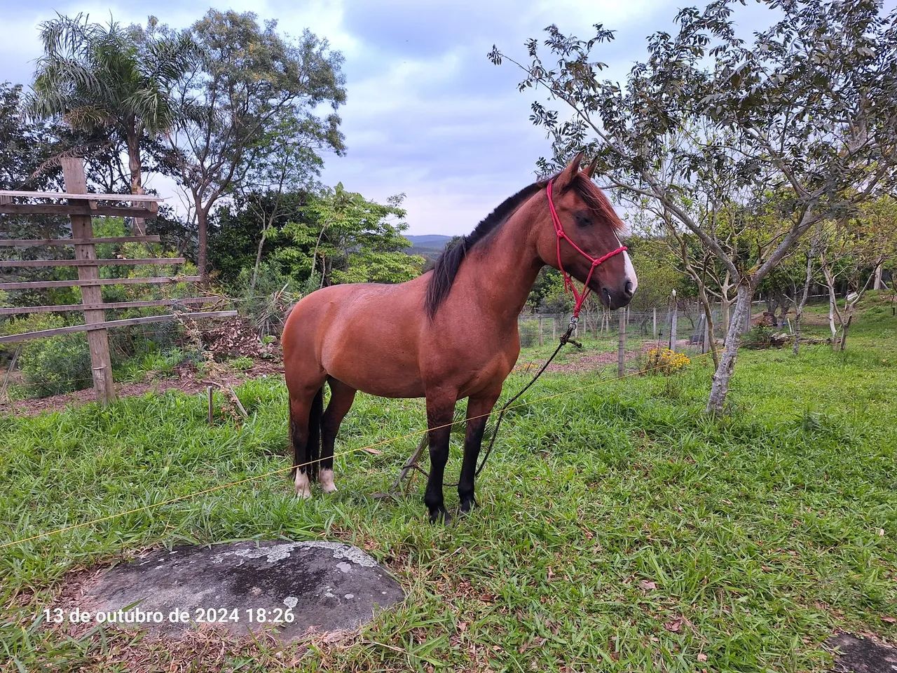 Égua Crioula Marcada - Foto 2