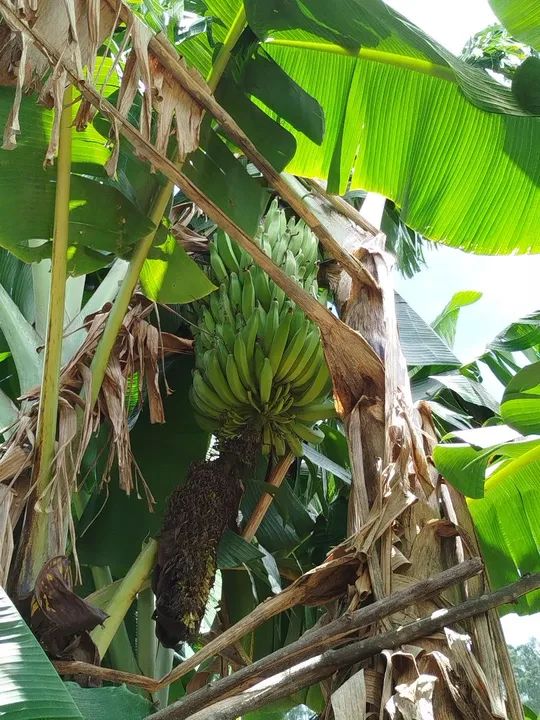 Mudas de banana da terra maranhao - Foto 2