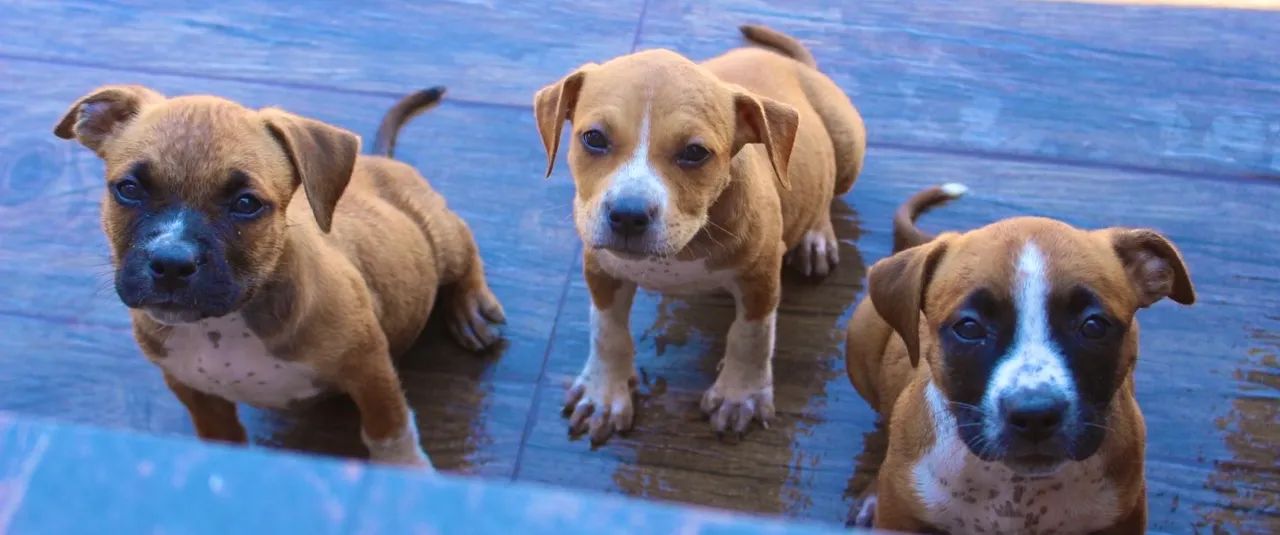 Filhotes de American Staffordshire Terrier  - Foto 2
