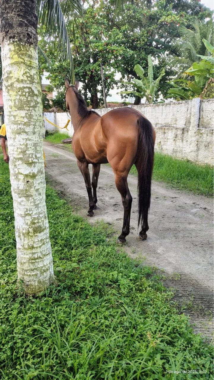 Égua puro sangue inglês 
