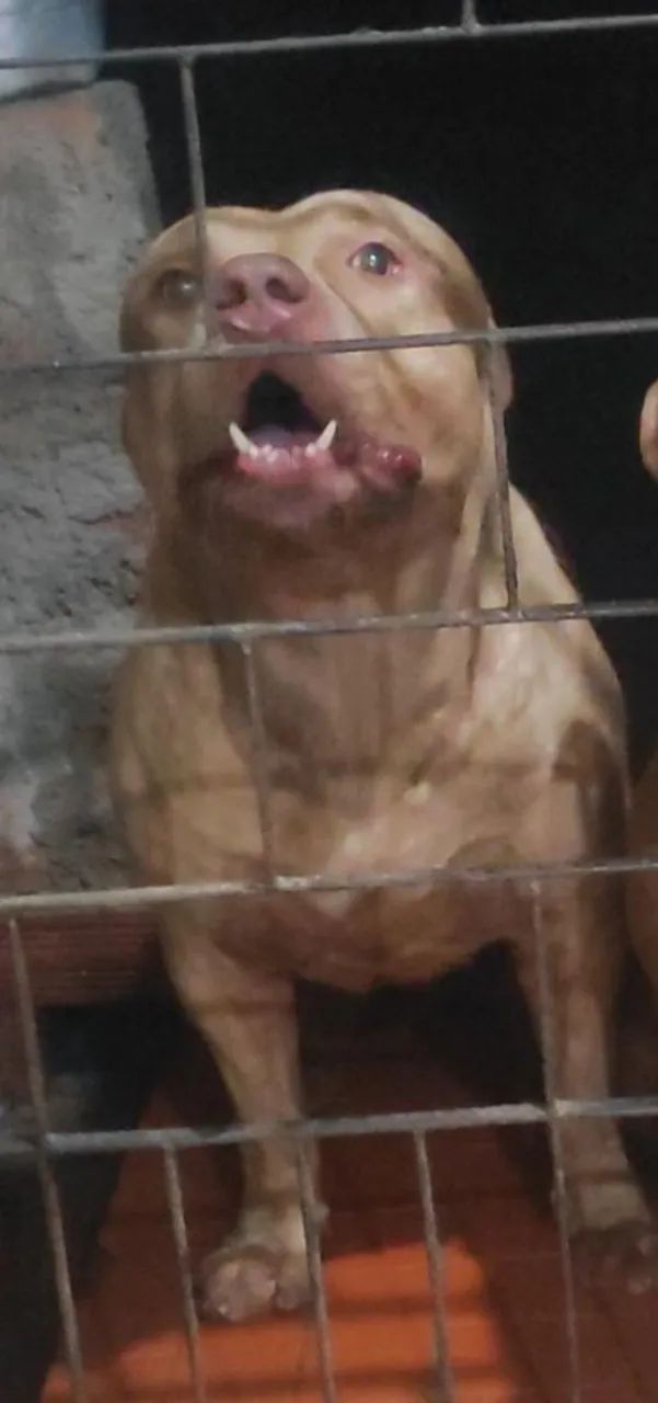 Pitbull lindo e forte