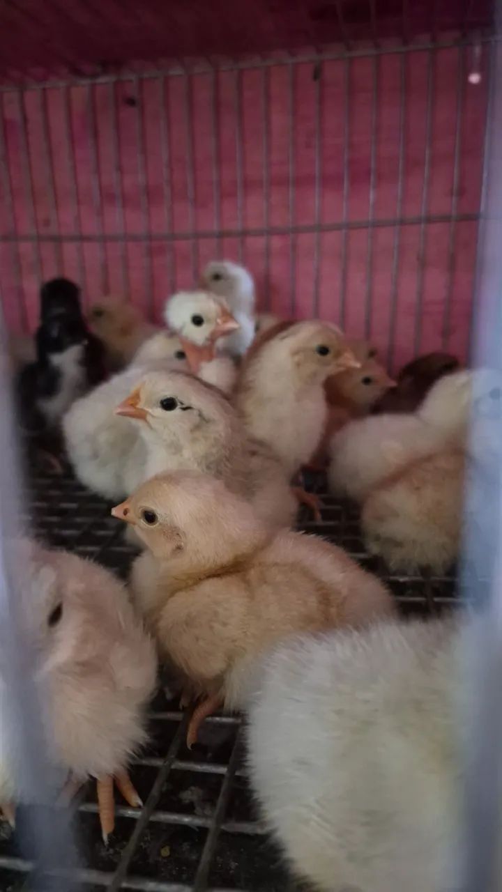 Bicho Feliz - pintos caipiras - Foto 3