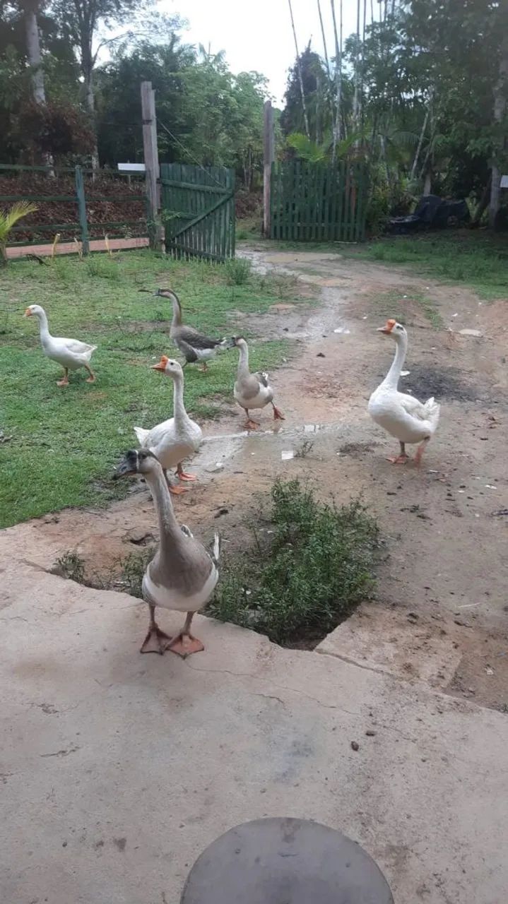 Vende-se sítio em presidente figueiredo  - Foto 2
