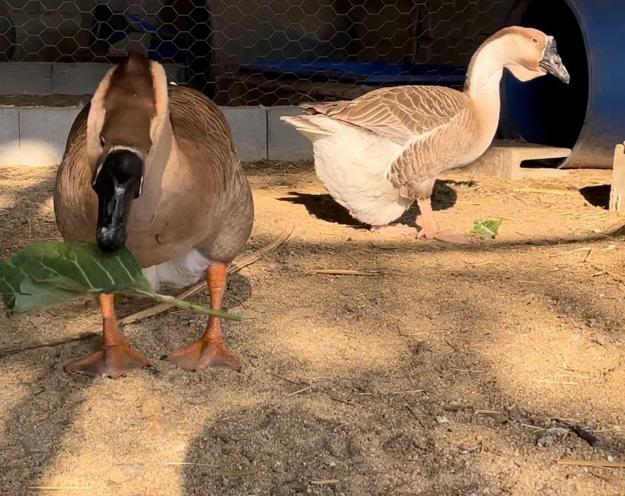Ganso Africano LEGÍTIMO  - Foto 6