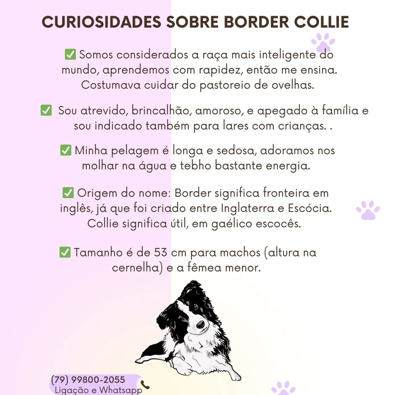 Filhotes de Border Collie Disponíveis - Aracaju - Foto 4