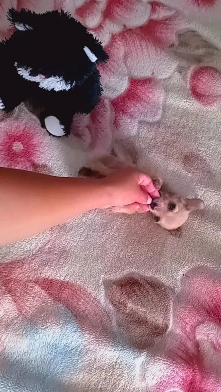 Pincher machinho miniatura  - Foto 3