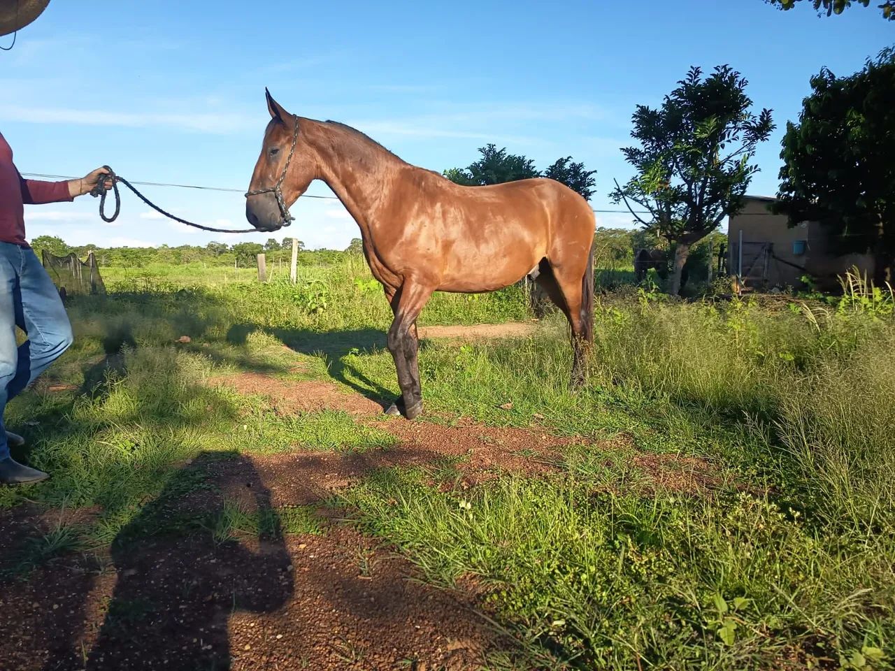 Cavalo Castrado Campolina Marcha Picada  - Foto 2