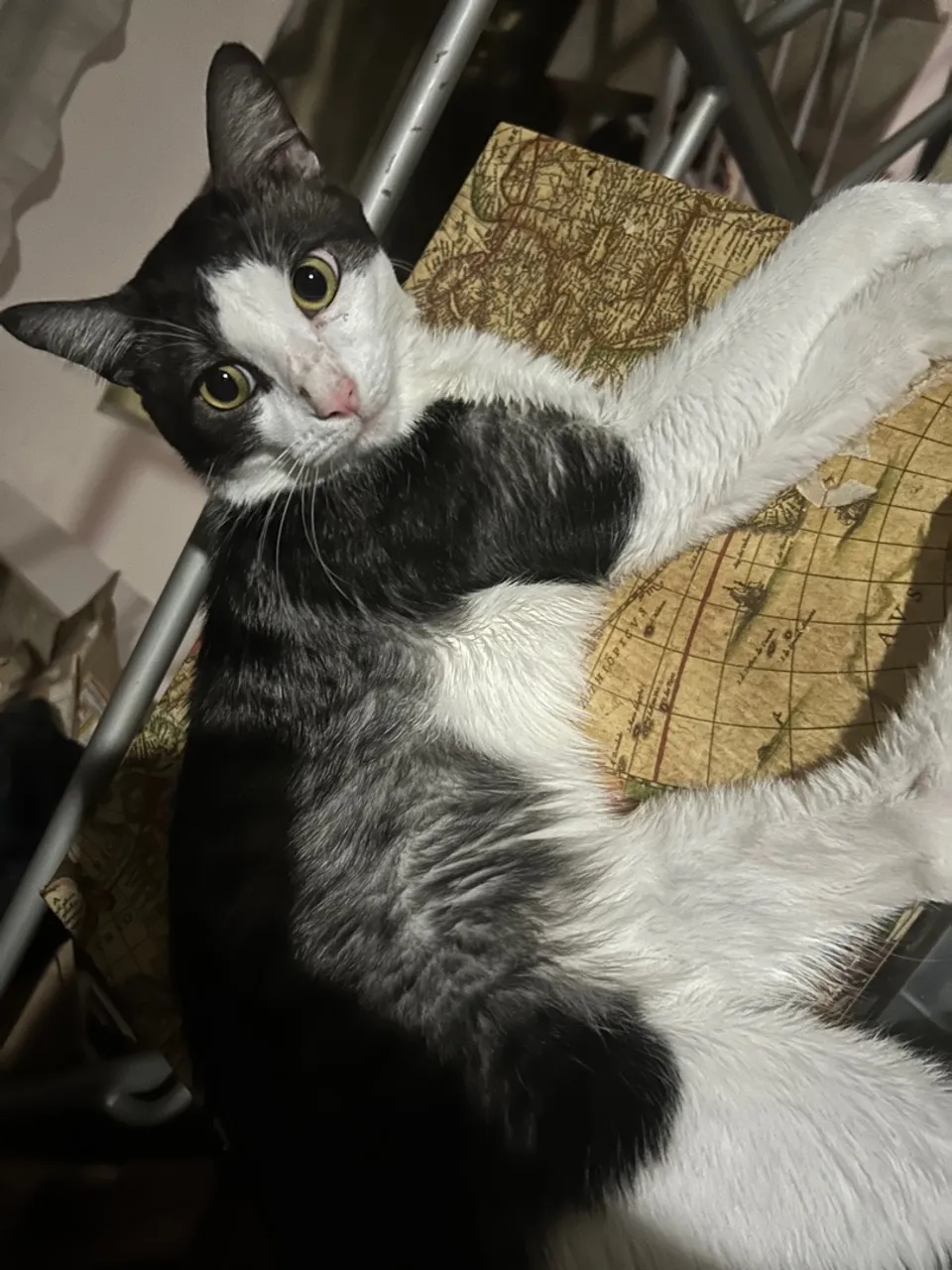 Gato preto e branco