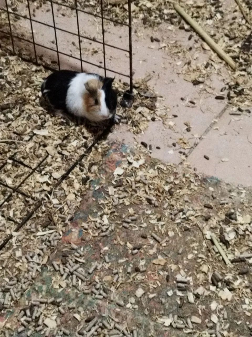  porquinhos da índia à venda - Foto 2