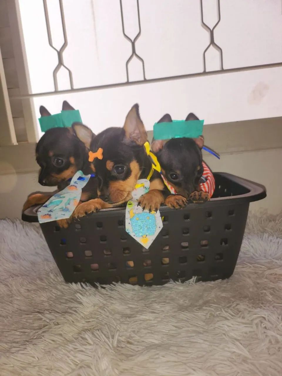  Filhotes de Pinscher macho e fêmea  - Foto 2
