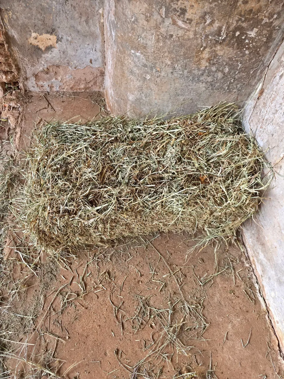 Feno para alimentação animal