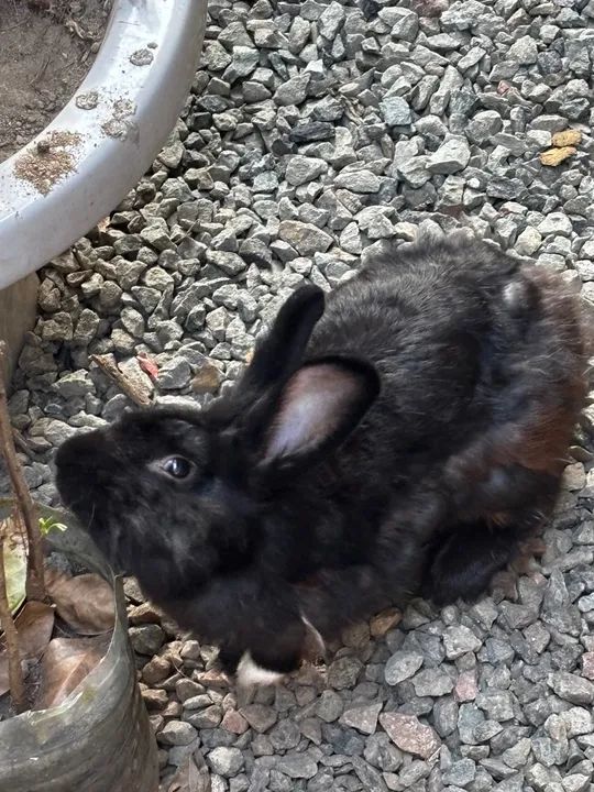 Filhotes de coelho ( mãe Angora e pai Nova Zelândia) - Foto 4