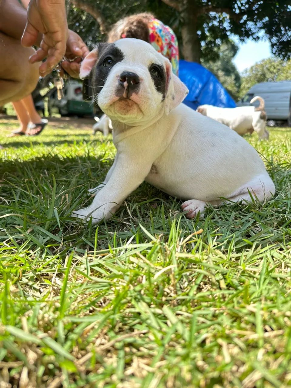 Urgente vendo American Bully  - Foto 5