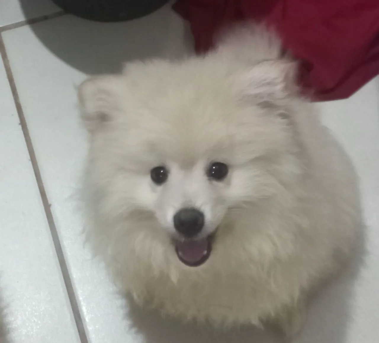 Filhote de Spitz Alemão