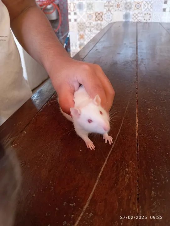 Vendo rato Twister fêmea  - Foto 3