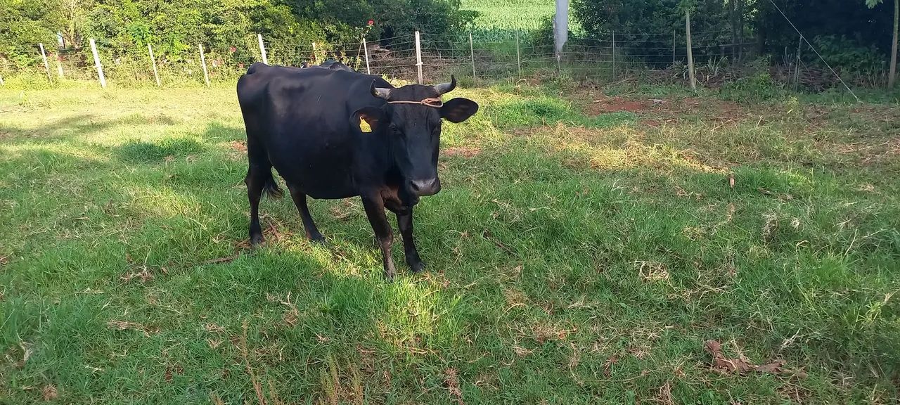 Vacas com cria REDFORT - Foto 2