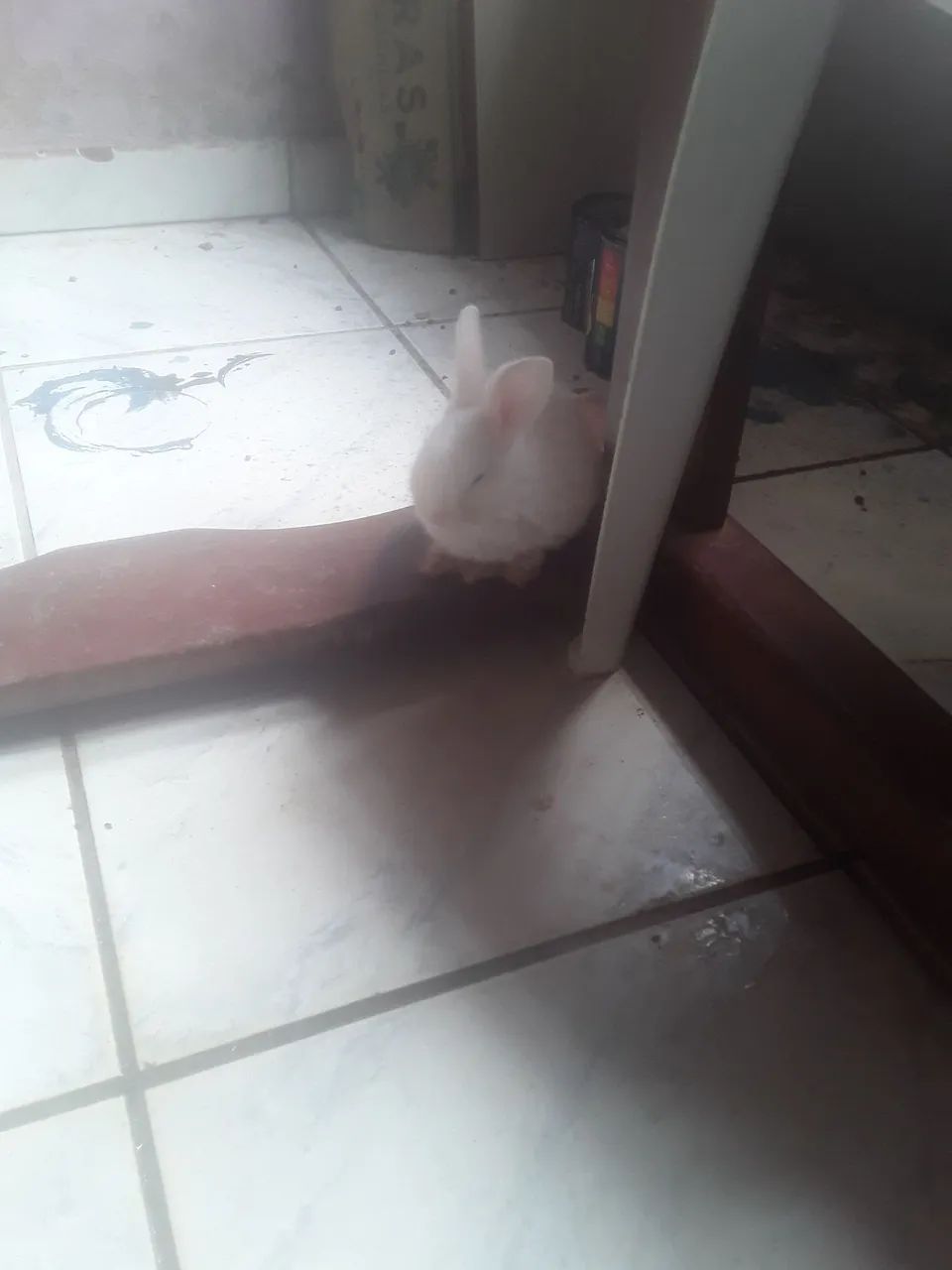 Vendo coelhinhos fofos  - Foto 2