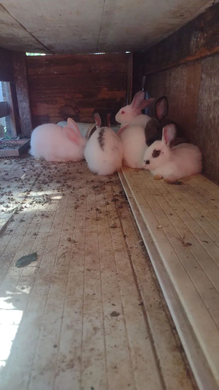 Coelhos - Foto 2