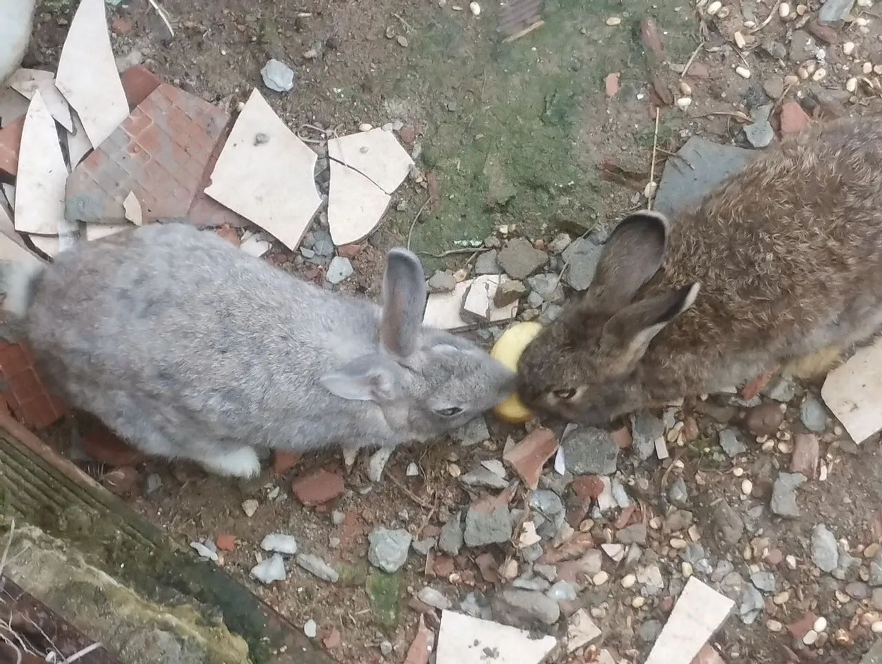 Três coelhos para venda  - Foto 3