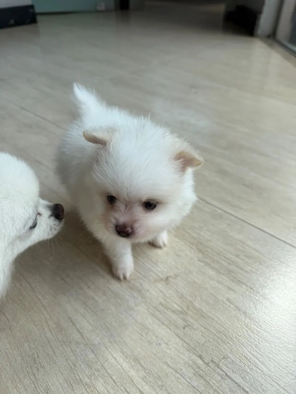 Vendo filhote de Spitz alemão.  - Foto 4