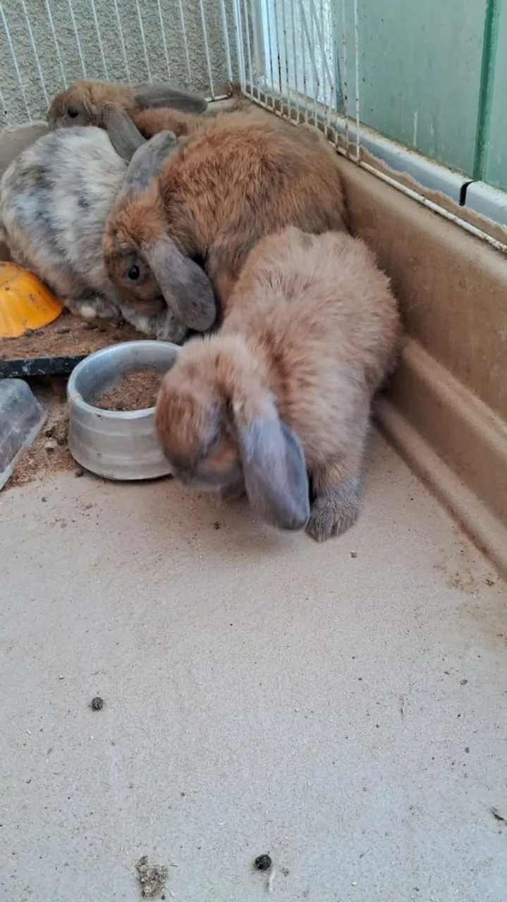 Coelhinho Lop uruguaio 2 meses
