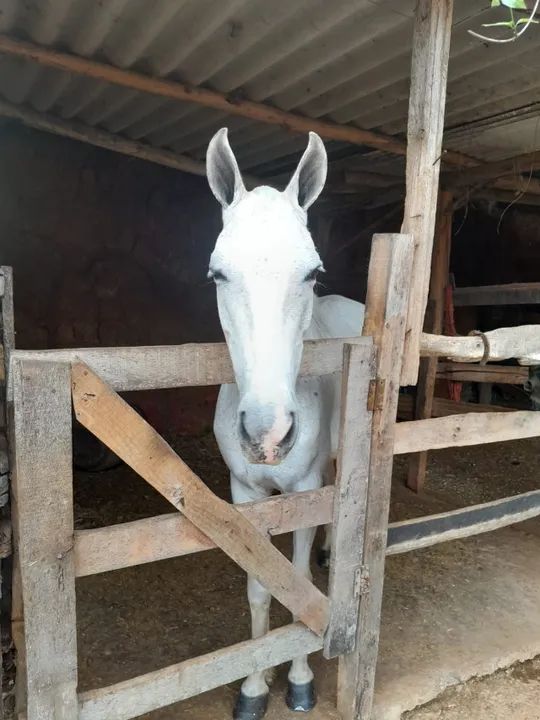 Egua marcha picada ( pra sair rapido) - Foto 4