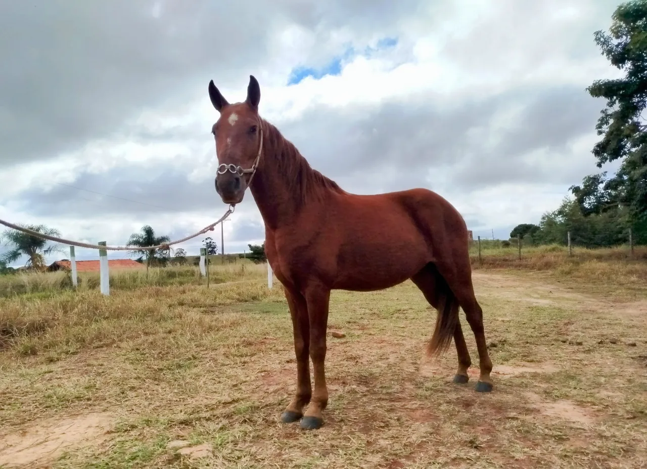 Cavalo Mangalarga