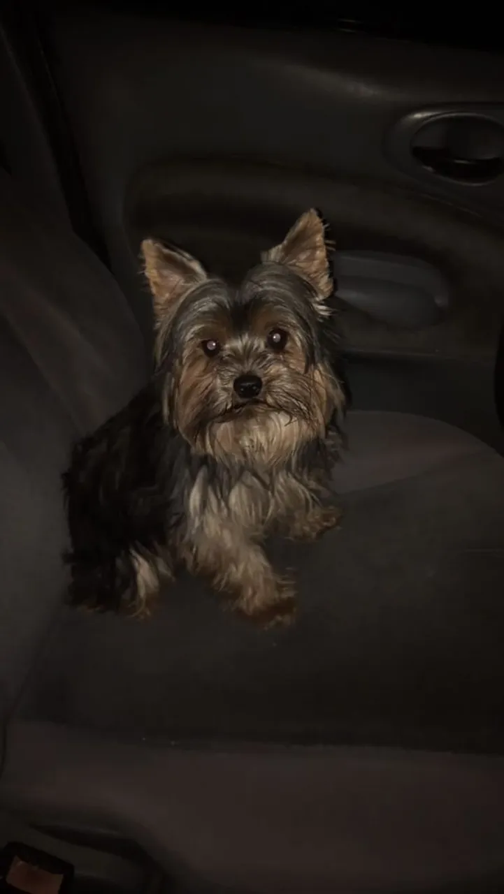Filhote de Yorkshire Terrier para adoção