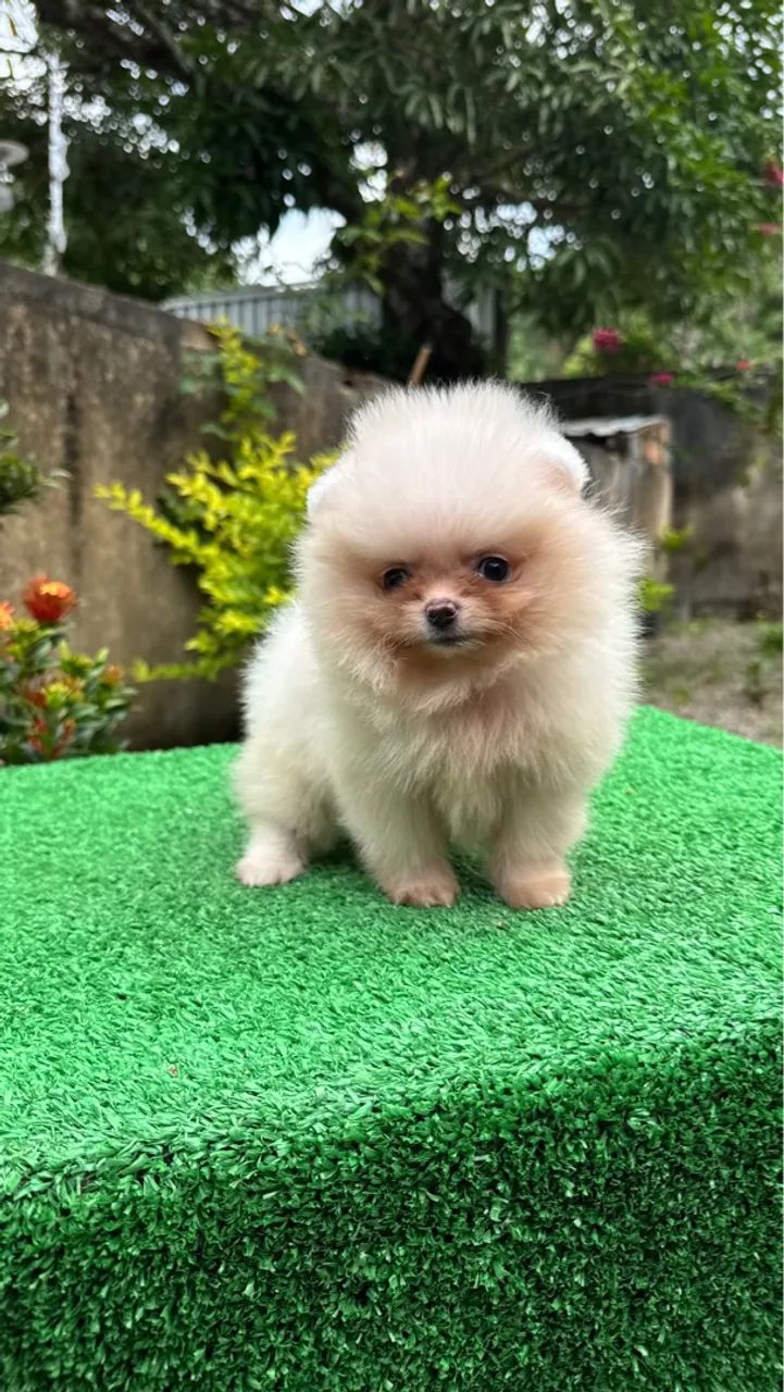 Spitz Alemão Anão  - Foto 4