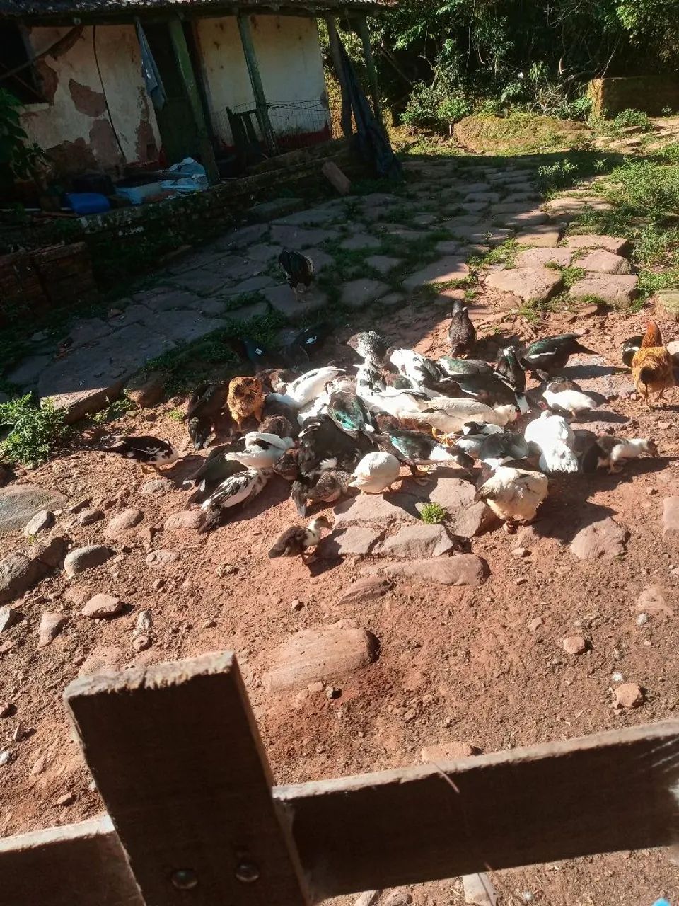 Patos  para venda - Foto 4