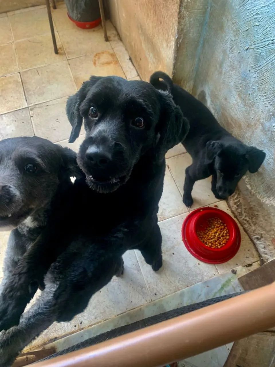 Cachorro puldo pra doação 