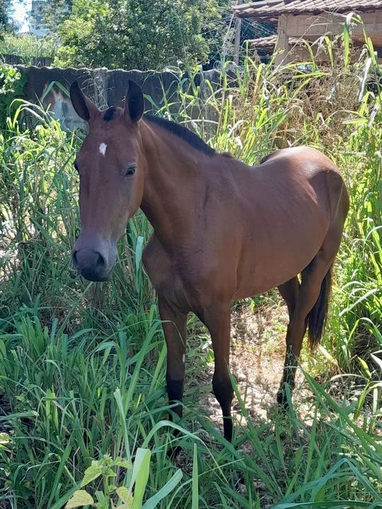 Egua piquira com sela e arreio