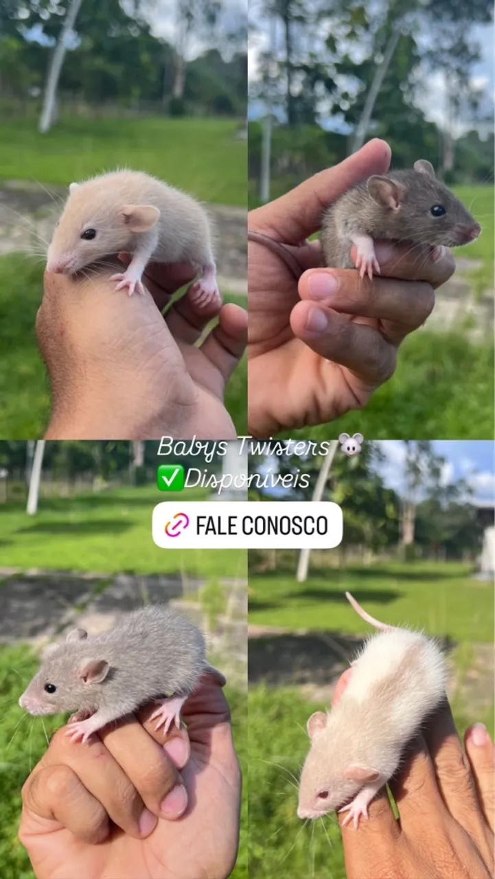 Baby Twisters/ Rato/ Mercol Disponíveis!