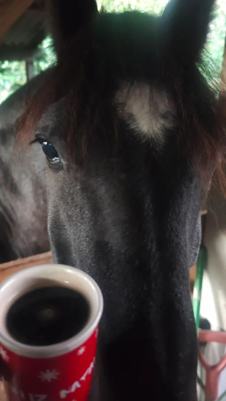 Cavalo para laço e agropecuária - Foto 2