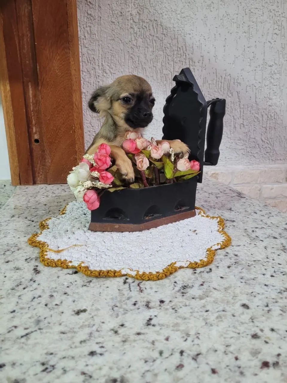 Chihuahua femea  - Foto 4