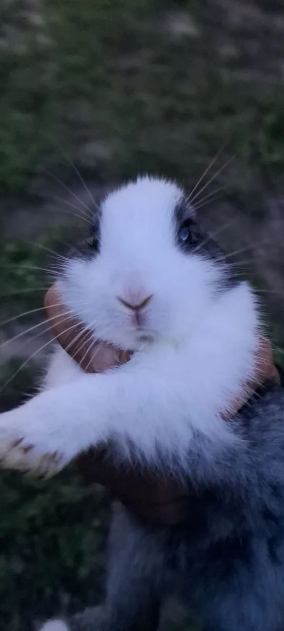 Lindos filhotes de coelhos  - Foto 4