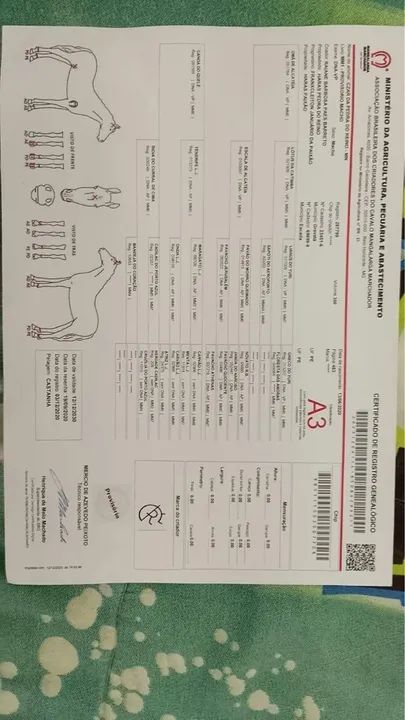 Cavalo mangalarga - Foto 2