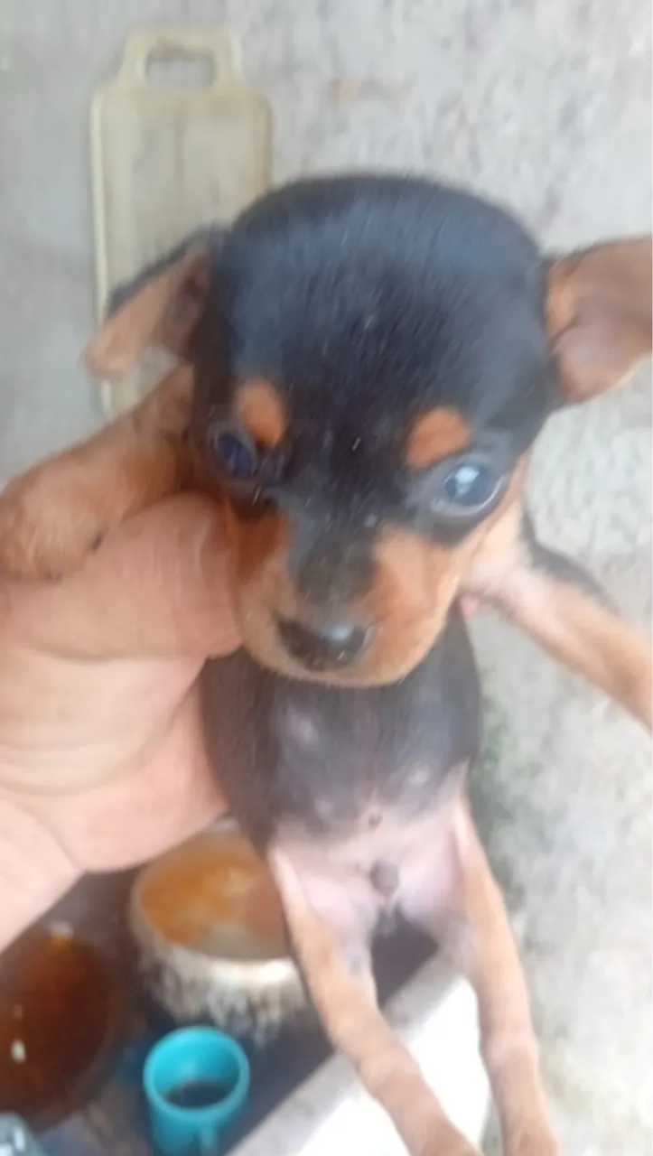 Filhote Pinscher Macho