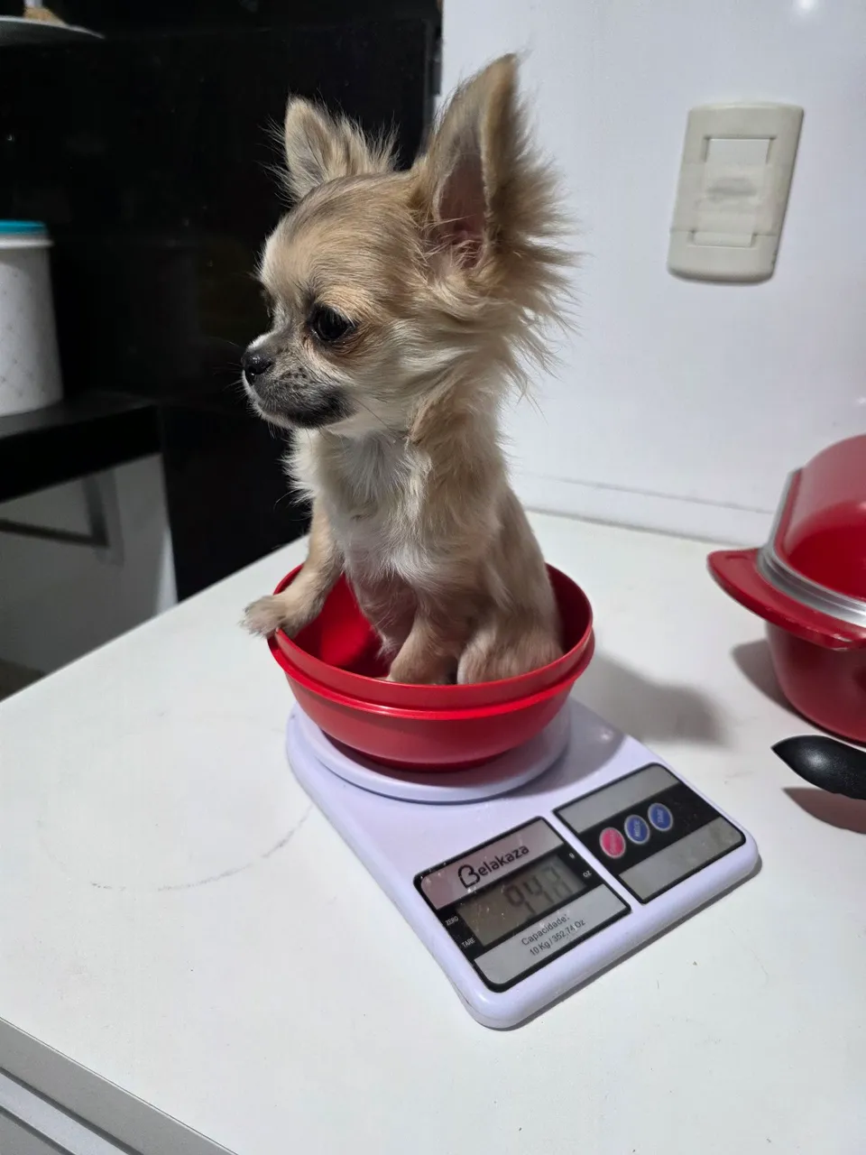Filhote fêmea de Chihuahua