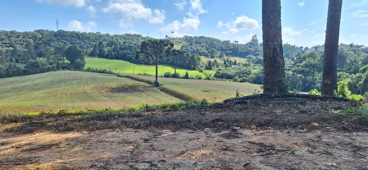 Vendo linda chacara em campo magro 200mil está semana