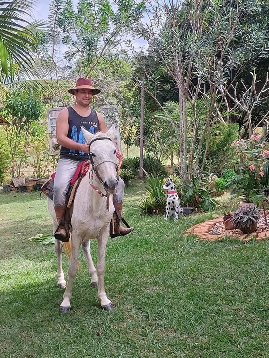Cavalo Mangalarga Marchador (Registrado) - Foto 3