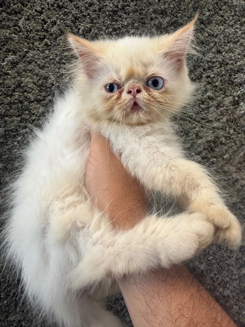 Gato himalaio - Foto 2