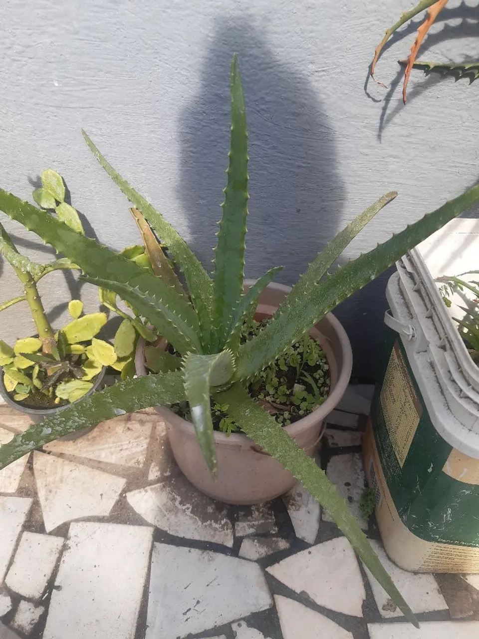Aloe Vera - Planta Medicinal e Decorativa