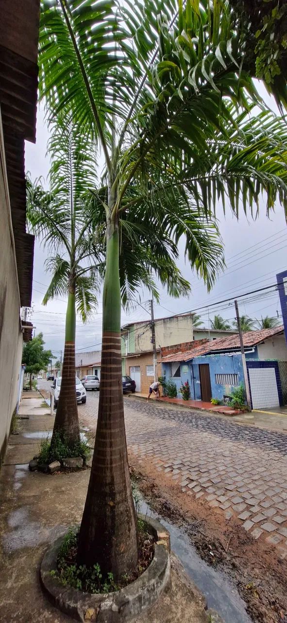 Palmeiras imperial 1500 cada