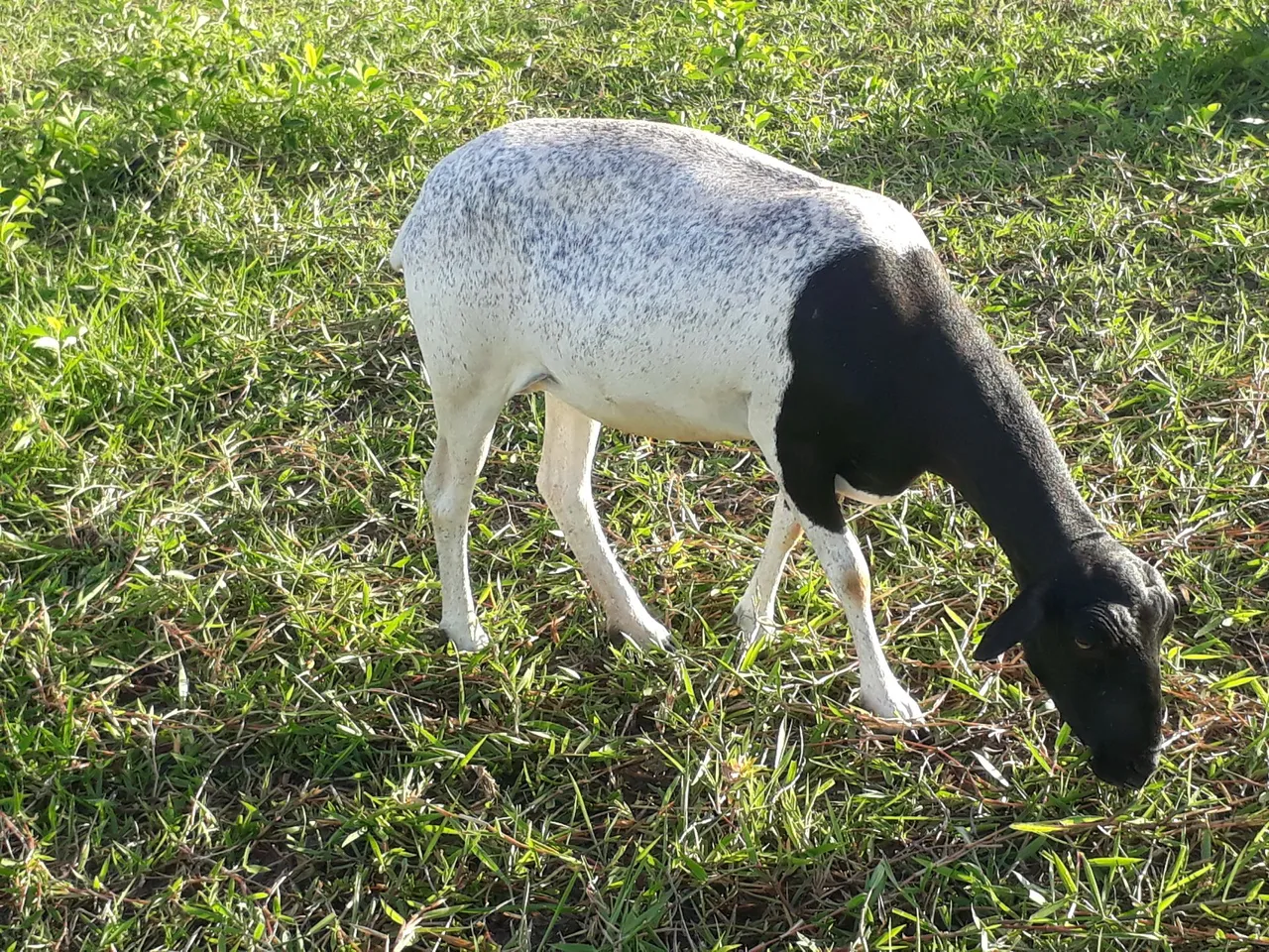 Ovelha mansa e dócil para agropecuária