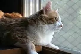 Redes de proteção  - Foto 6